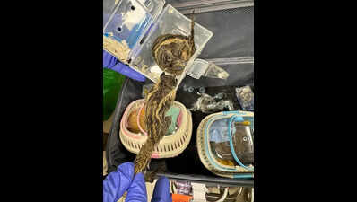 Exotic wildlife smuggling resurfaces: 49 species seized in 2 days at Chennai Airport