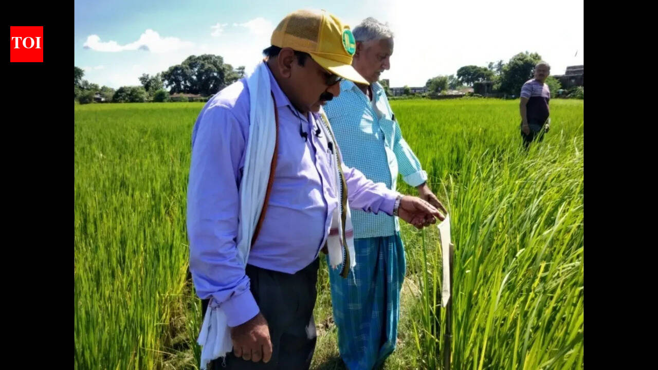 In age of hybrids, Champaran farmer preserves rare seeds; builds bank
