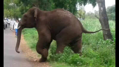 Man trampled to death by elephant in Gumla