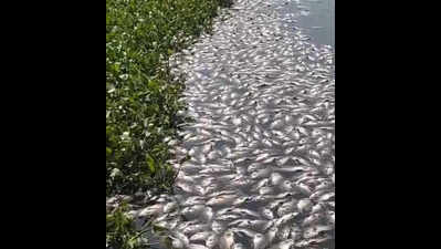 Death of fish in Pashan Lake: Sample taken & sent for test