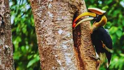 Which tiger reserve in India allows hornbill nest adoption? Answer will surprise you