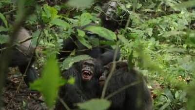Battle for the Planet of the Apes: 200 chimpanzees locked in a 'civil war' in Uganda, reveals study