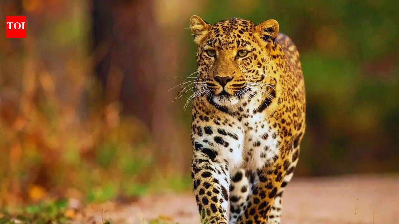 What's the reason behind the death of 149 leopards in Madhya Pradesh within 14 months?