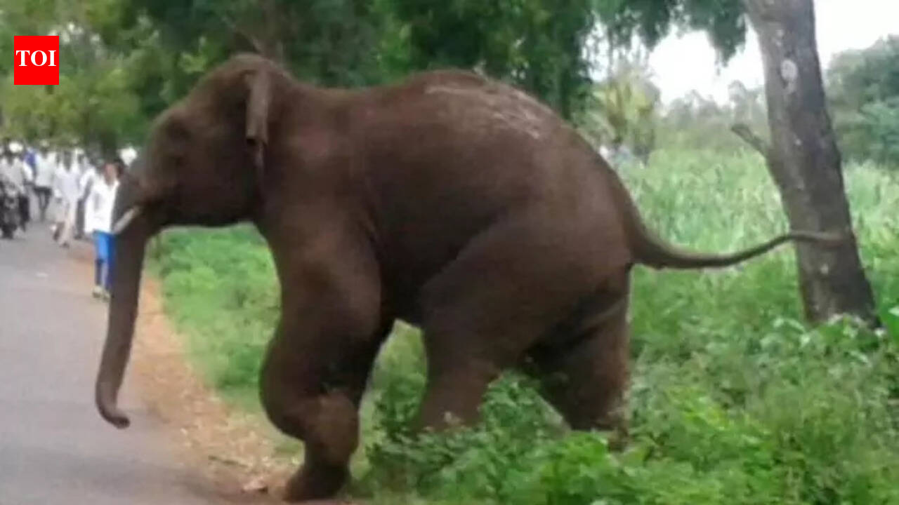Elephant tramples villager to death in Seraikela-Kharsawan