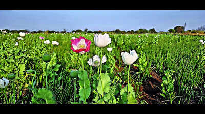 Chatra police seize contraband worth Rs 1.3 crore