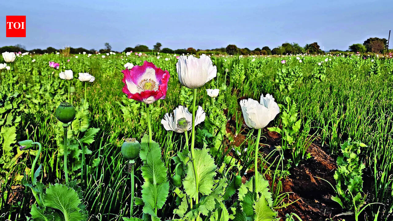 Chatra police seize contraband worth Rs 1.3 crore