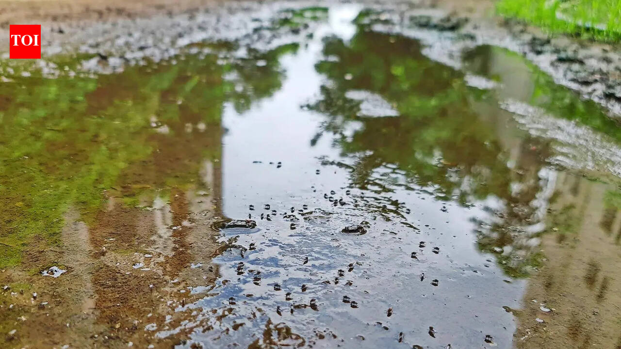 Dengue dips sharply in 2025, but malaria, chikungunya worry Delhi