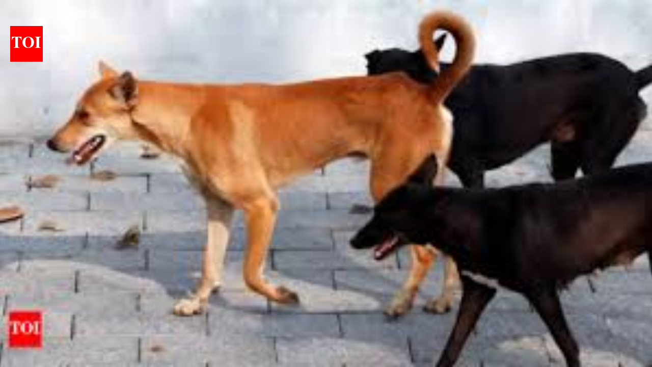 J&amp;K: Dogs maul 8-year-old girl to death in Sopore