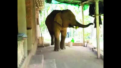 Omkar crosses into Maha after tensions in Pernem