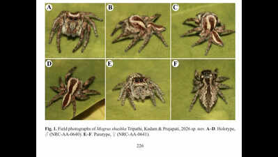 Raj emerges as hotspot for new jumping spider discoveries