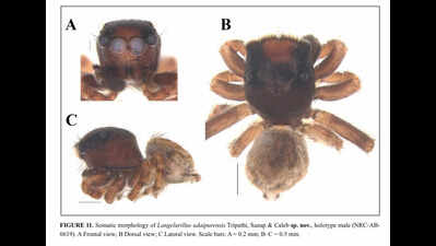Raj emerges as hotspot for new jumping spider discoveries