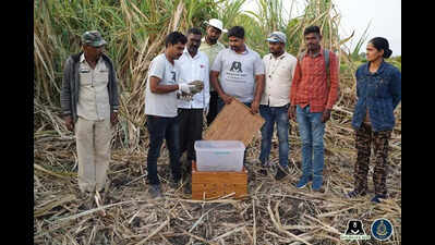 The silent effort to reunite leopard cubs in Junnar with their mothers
