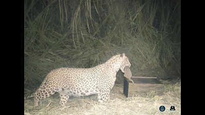 The silent effort to reunite leopard cubs in Junnar with their mothers