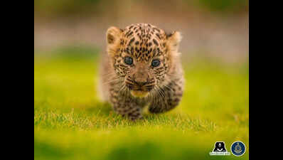 The silent effort to reunite leopard cubs in Junnar with their mothers