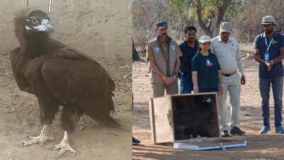 Madhya Pradesh’s rescued vulture injured again, this time in Pakistan after cross-border flight