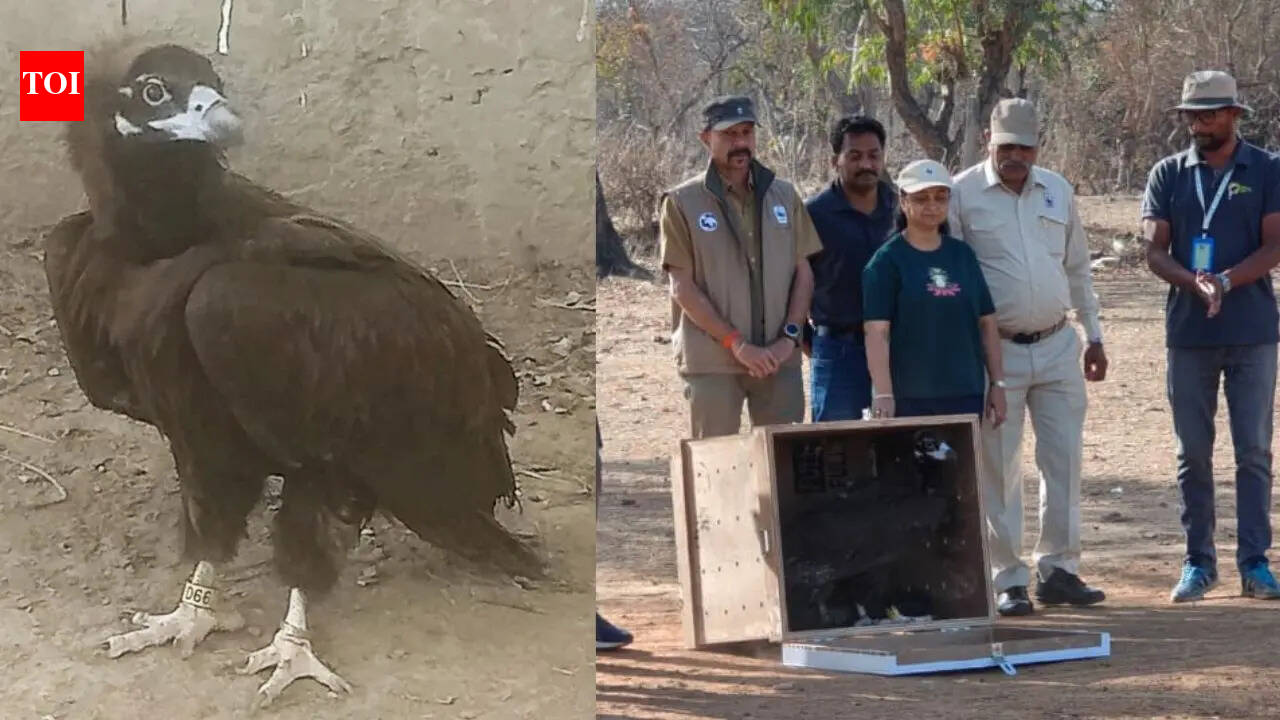 Madhya Pradesh’s rescued vulture injured again, this time in Pakistan after cross-border flight