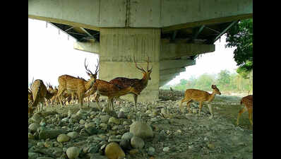 1st bunch of wild animals captured on camera using corridor under Del-Doon e-way