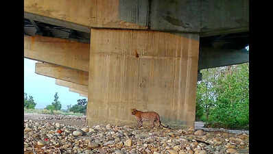 1st bunch of wild animals captured on camera using corridor under Del-Doon e-way