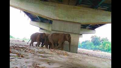 1st bunch of wild animals captured on camera using corridor under Del-Doon e-way