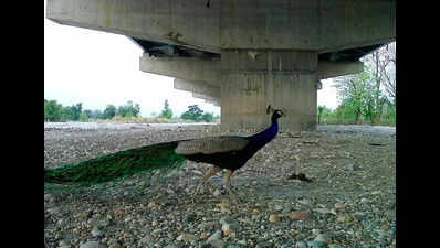 1st bunch of wild animals captured on camera using corridor under Del-Doon e-way