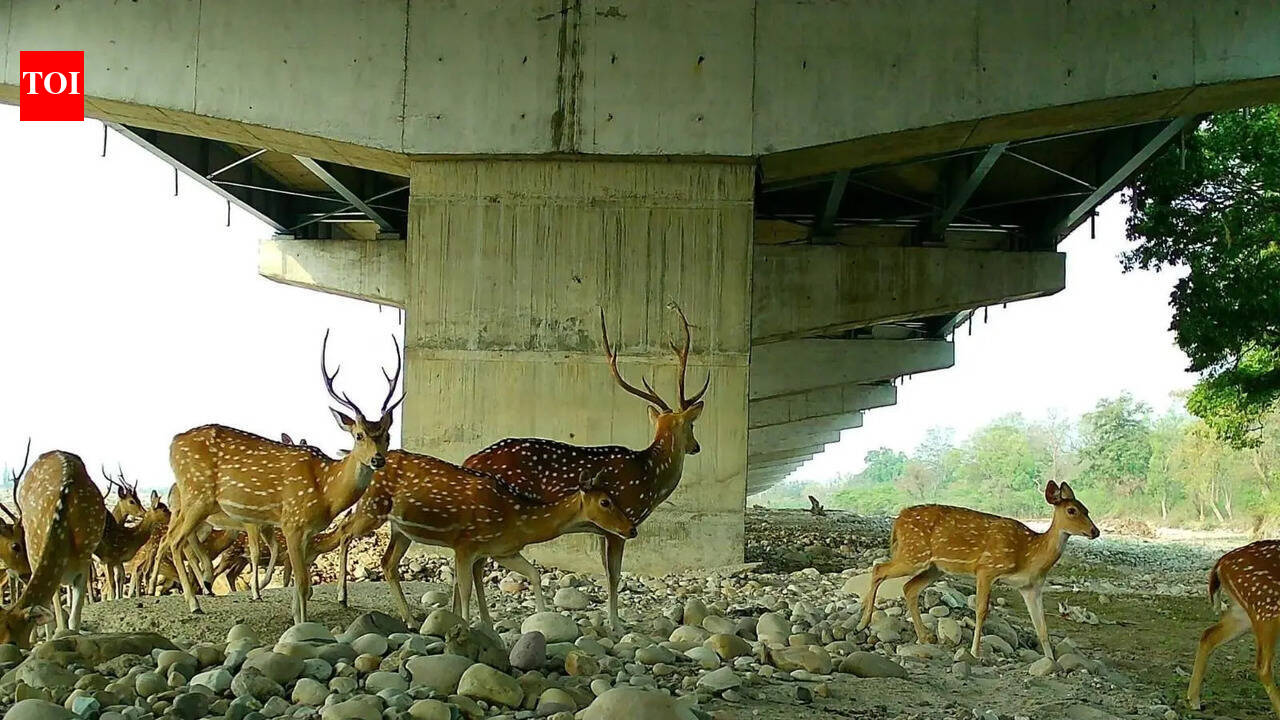 1st bunch of wild animals captured on camera using corridor under Del-Doon e-way