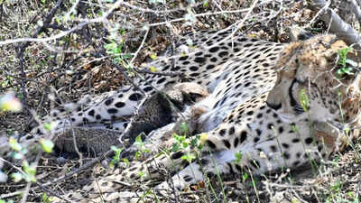 India achieves global conservation breakthrough with first wild birth by native-born cheetah at Kuno National Park