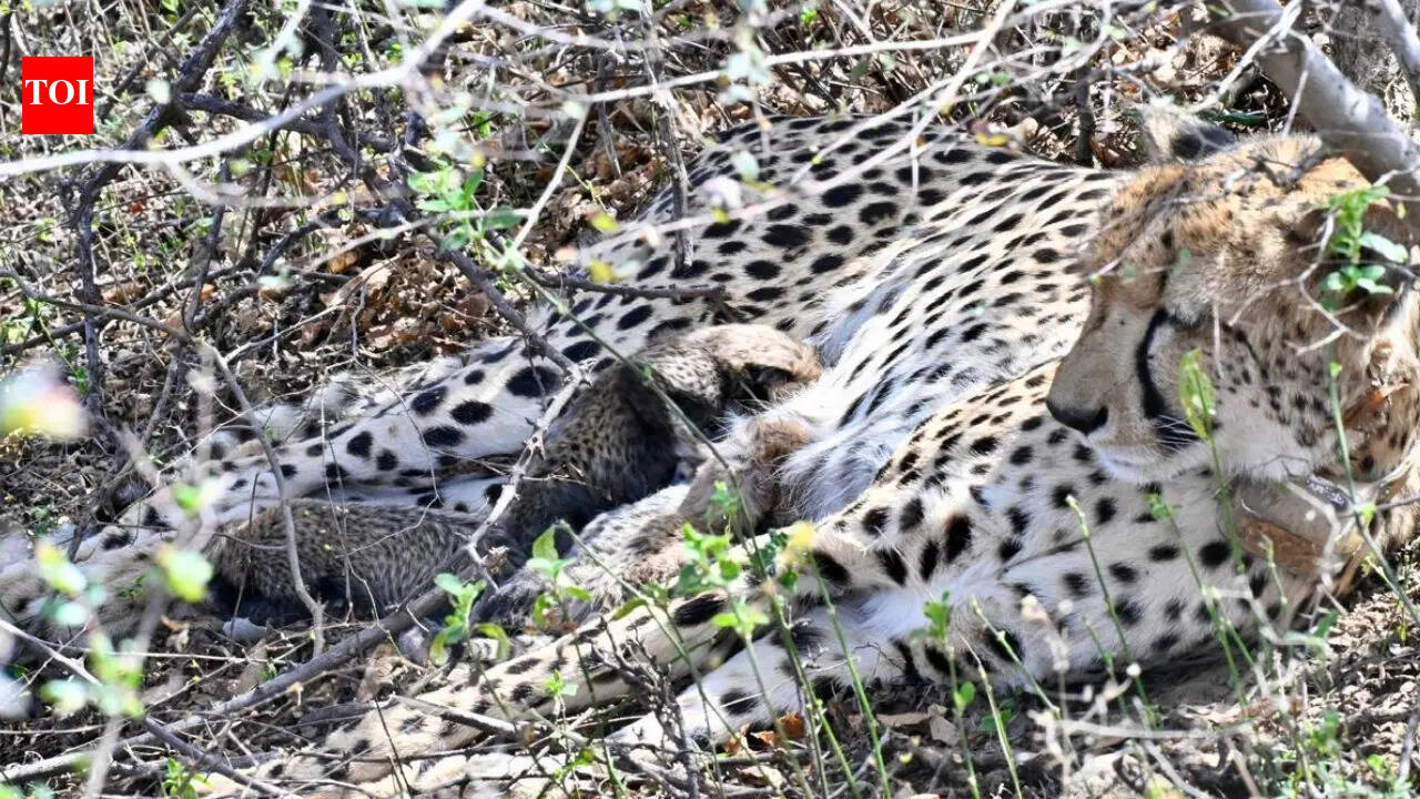 India achieves global conservation breakthrough with first wild birth by native-born cheetah at Kuno National Park