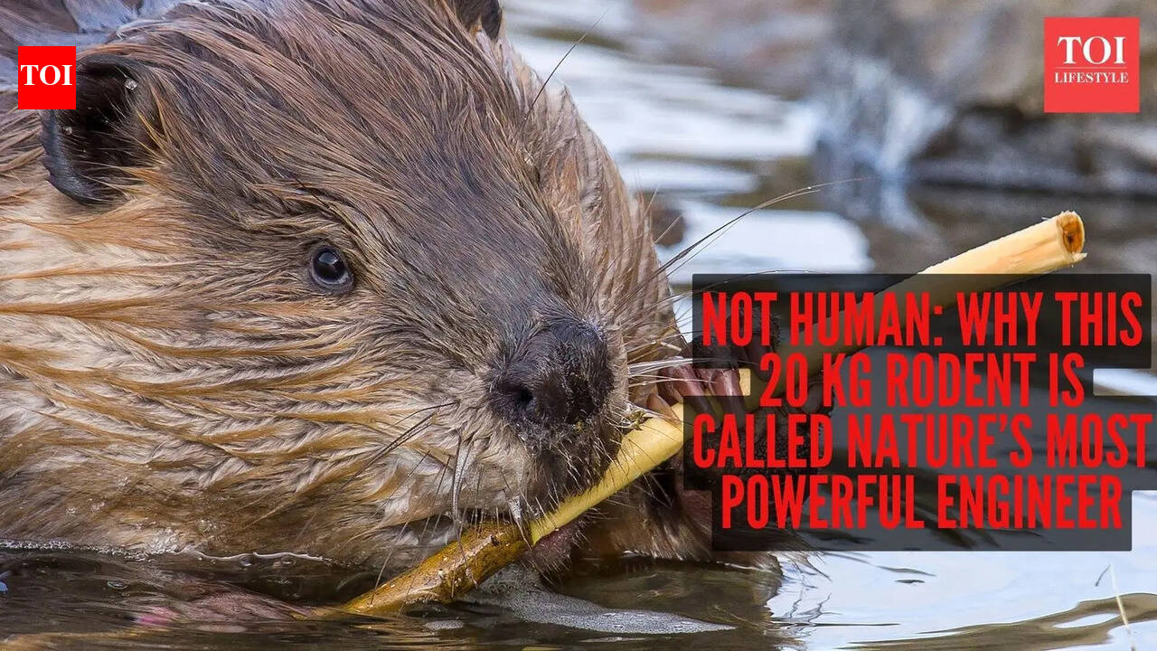 Not human: Why this 20 kg rodent is called nature’s most powerful engineer
