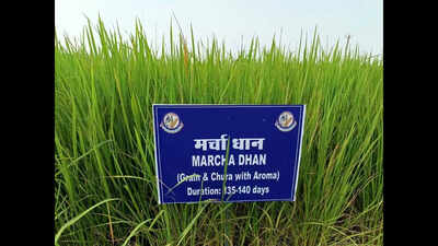 Bihar's heritage in focus: A GI tag adventure for agriculture and culture