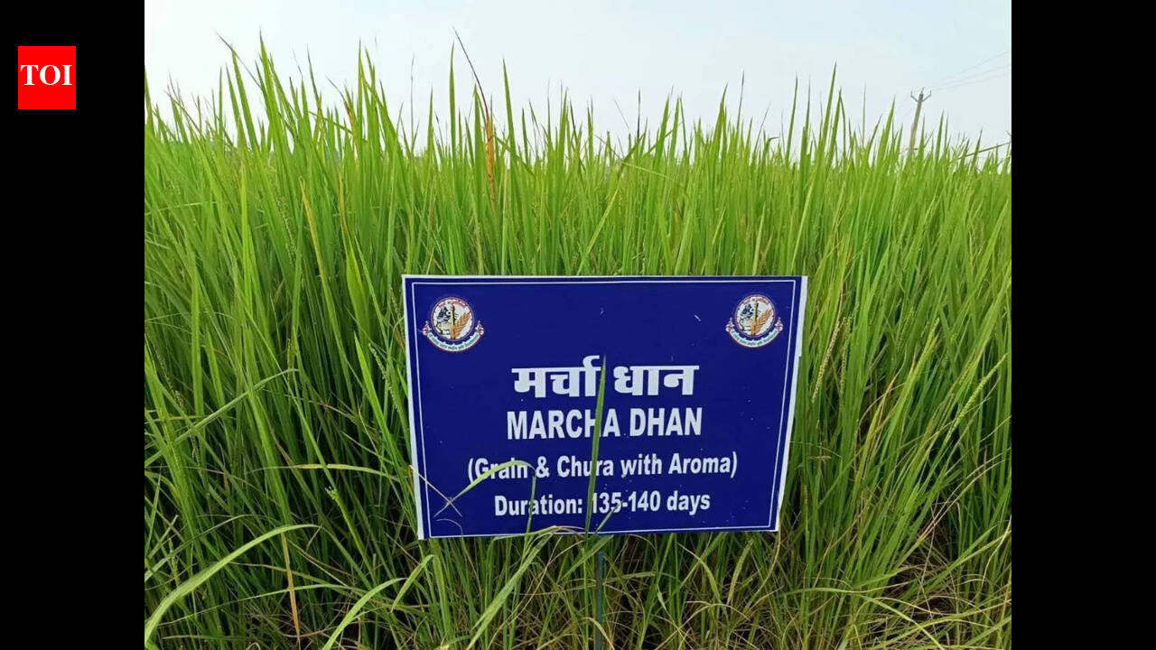 Bihar's heritage in focus: A GI tag adventure for agriculture and culture