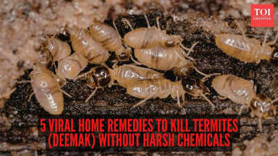 5 viral home remedies to kill termites (deemak) without harsh chemicals