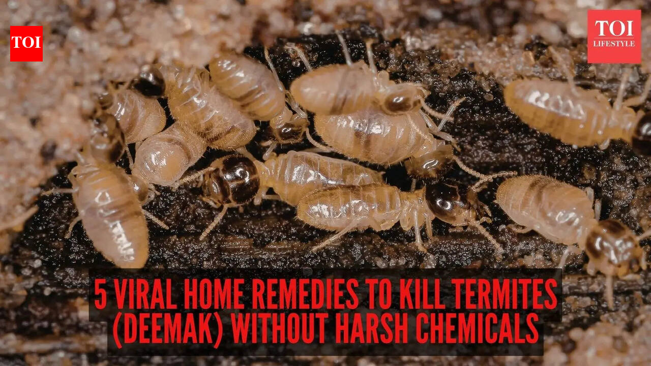 5 viral home remedies to kill termites (deemak) without harsh chemicals