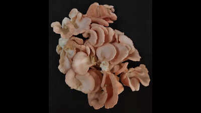 BAU develops new mushroom variety to boost farmers’ income