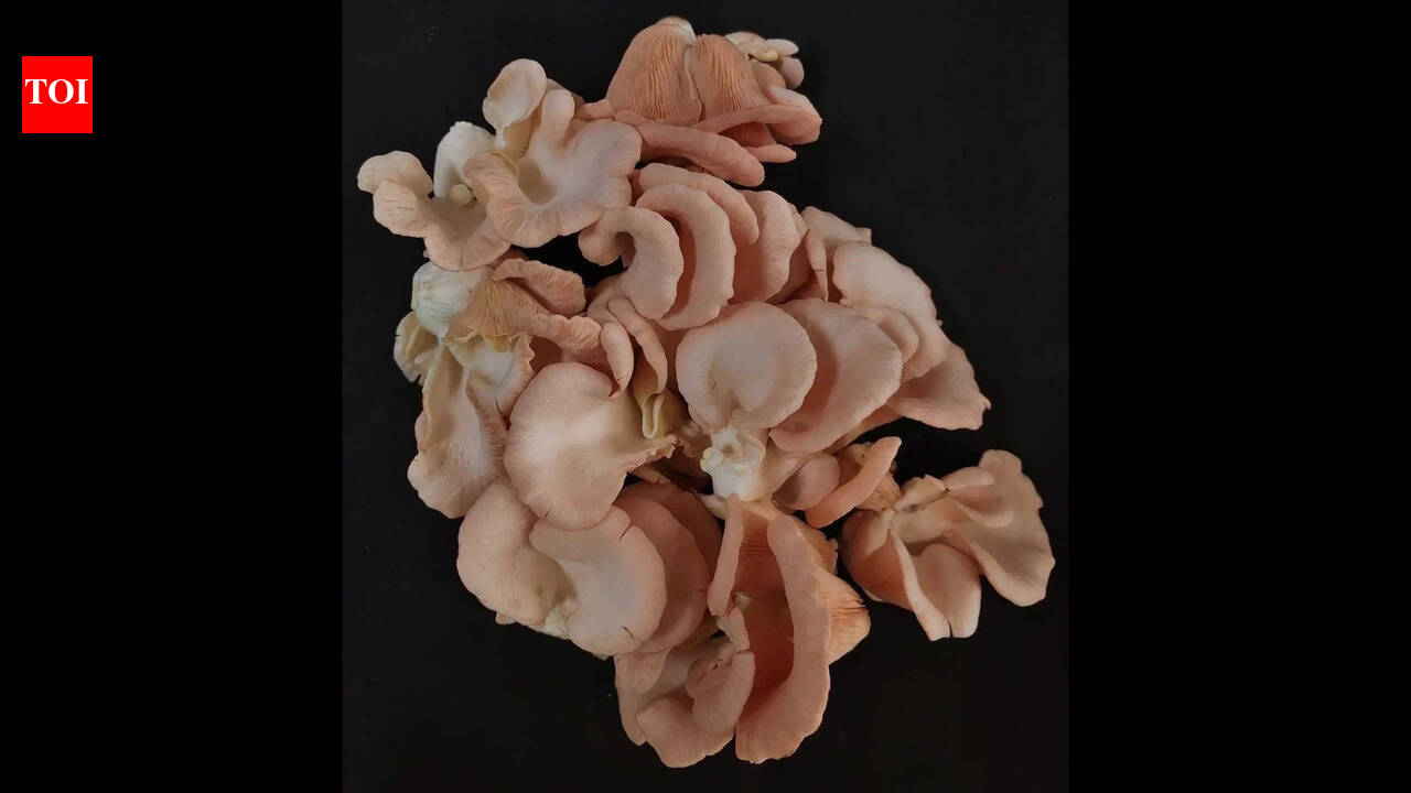 BAU develops new mushroom variety to boost farmers’ income