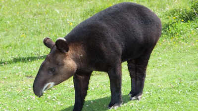 Meet the tapir: The strange animal that looks like a pig with a tiny trunk