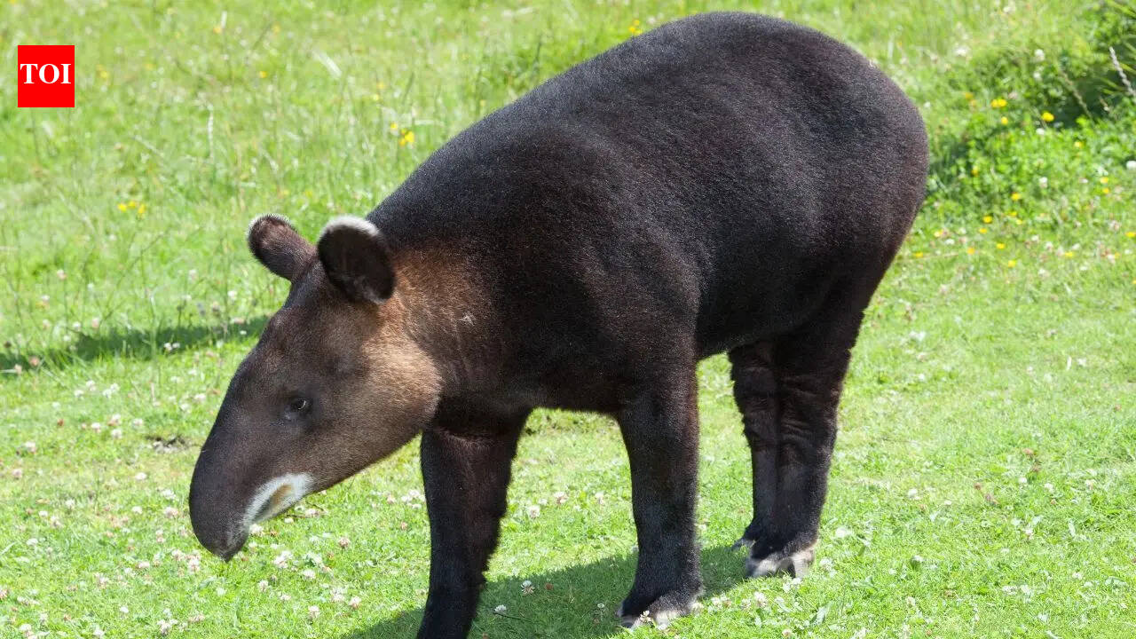 Meet the tapir: The strange animal that looks like a pig with a tiny trunk