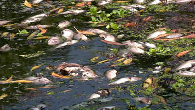 Dead fish found floating in Paradip river, sparks pollution concerns