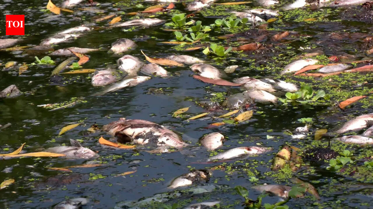 Dead fish found floating in Paradip river, sparks pollution concerns