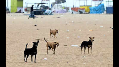 BMC to send blood samples of vaccinated dogs to Bengaluru for antibody testing