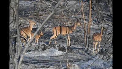 Ash to action: How satellite tech is saving Karnataka’s forests