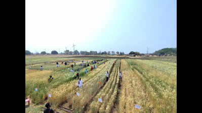 One farmer’s quiet work with 42 indigenous wheat varieties