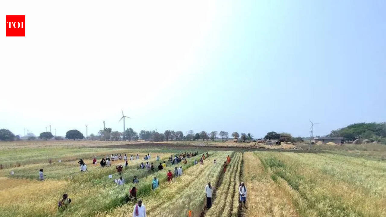 One farmer’s quiet work with 42 indigenous wheat varieties