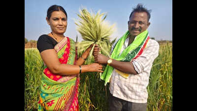 One farmer’s quiet work with 42 indigenous wheat varieties