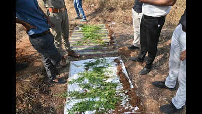 Ganja worth 1.76L seized in Vansda, one held