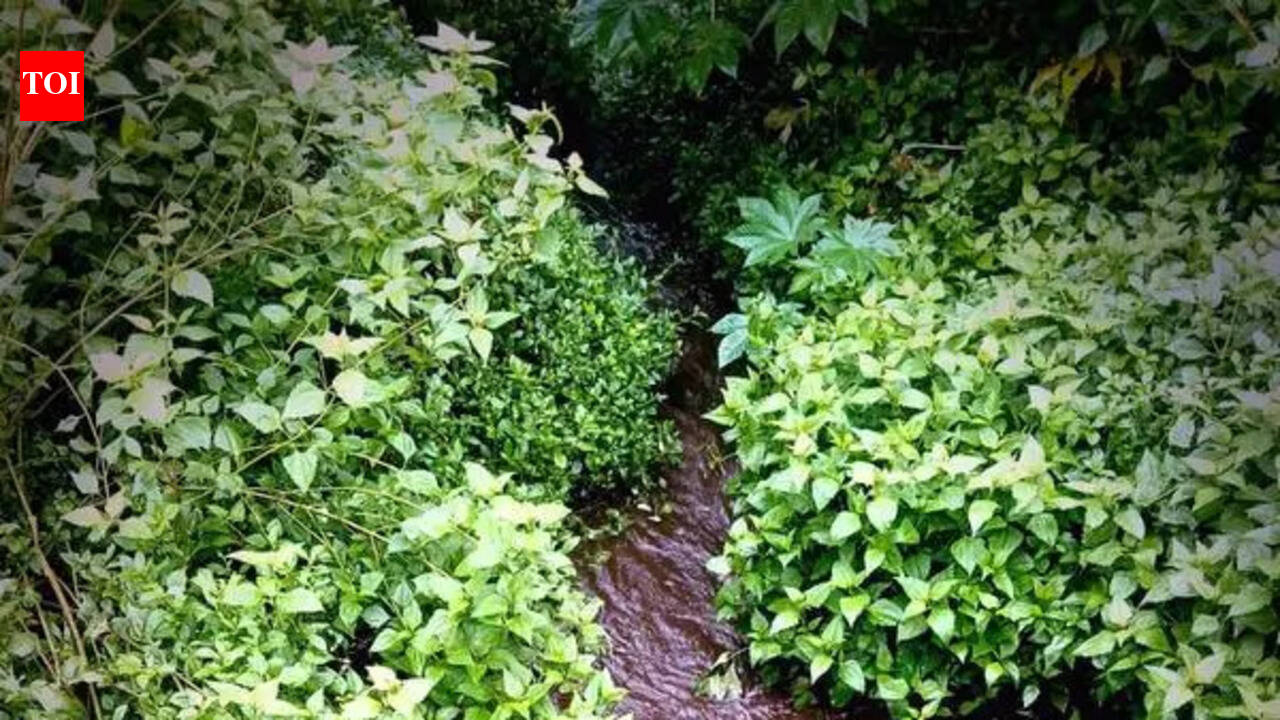 NGT orders probe into Una units over pollution claims