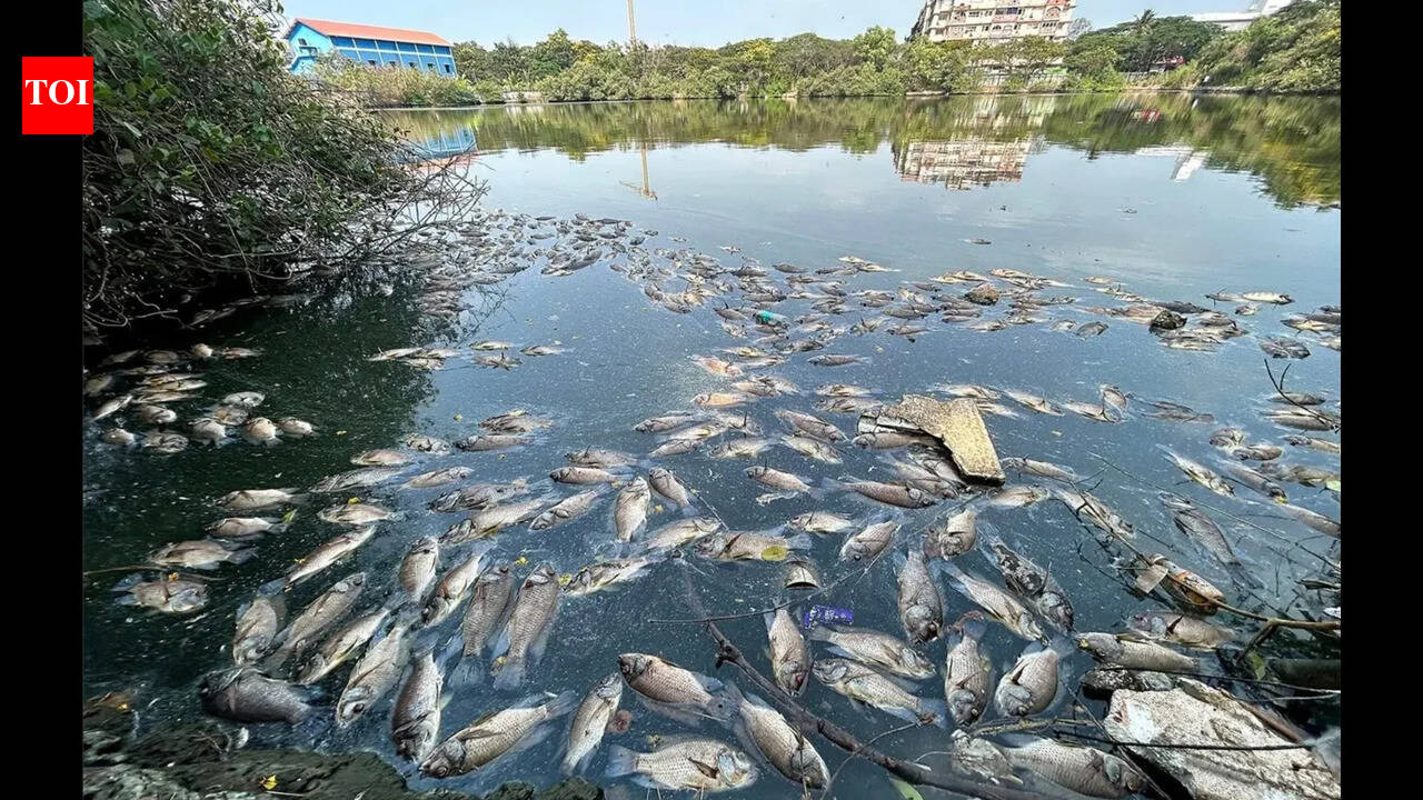 Fisheries dept, pollution board inspect Mala lake after dead fish found floating