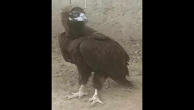 Tagged Indian vulture injured, rescued in Pakistan