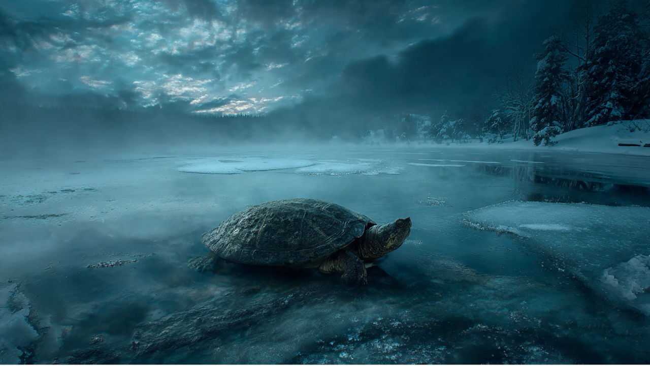 How Turtles Survive Under Frozen Lakes in Winter