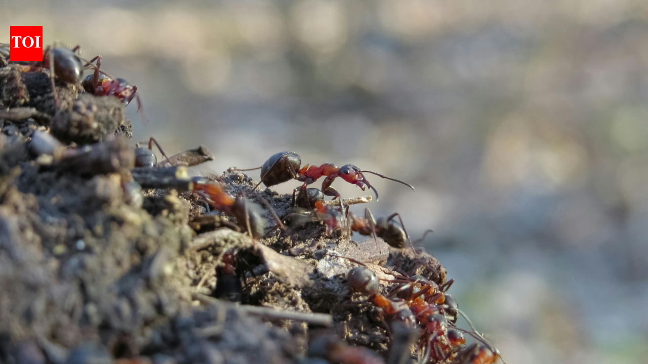 Ants performing amputations and wound care: How they treat injuries and save lives