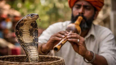 Do snakes really hear the flute: The truth behind the snake charmer myth